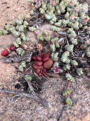 Crassulaceae