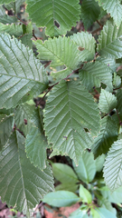 Ulmus glabra