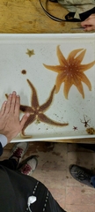 Pterasteridae