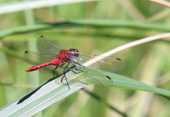 Sympetrum rubicundulum