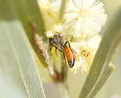 Lasioglossum
