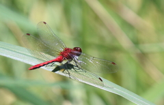 Sympetrum rubicundulum