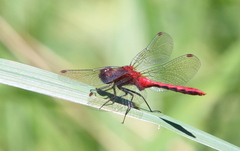 Sympetrum rubicundulum