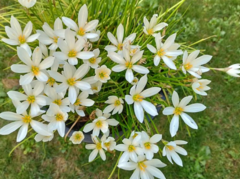 Zephyranthes candida