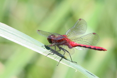 Sympetrum rubicundulum