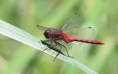 Sympetrum rubicundulum