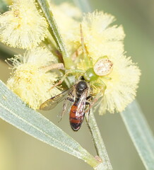 Lasioglossum
