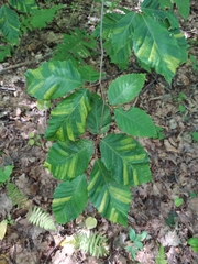 Litylenchus crenatae