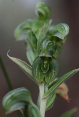 Pterostylis vittata