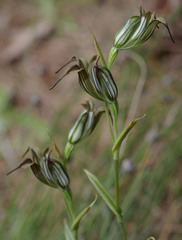 Pterostylis recurva