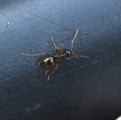 Prenolepis imparis