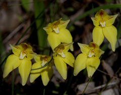 Caladenia flava flava
