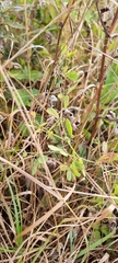 Lathyrus tuberosus