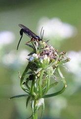 Itoplectis conquisitor