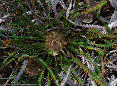 Banksia dallanneyi