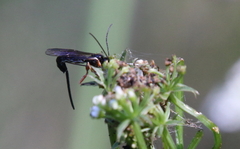 Itoplectis conquisitor