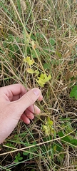 Lathyrus tuberosus