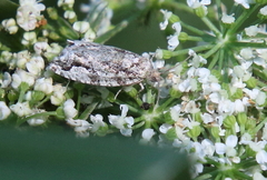 Choristoneura fumiferana