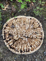 Pseudoinonotus