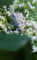 Choristoneura fumiferana