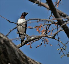 Cinnyricinclus leucogaster