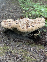 Pseudoinonotus