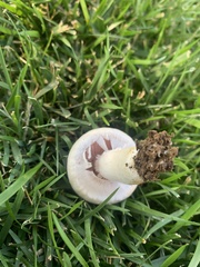 Agaricaceae