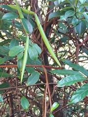 Urceola rosea