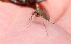 Aedes trivittatus