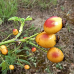 Rosa rubiginosa