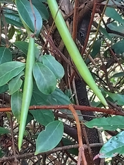 Urceola rosea