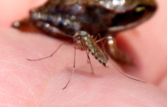 Aedes trivittatus