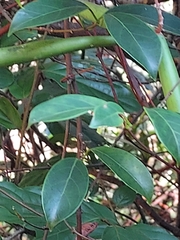Urceola rosea