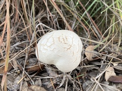 Calvatia craniiformis