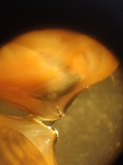Astarte elliptica