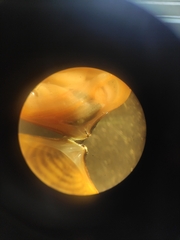 Astarte elliptica