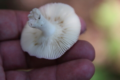 Hygrocybe punicea