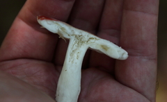 Hygrocybe punicea