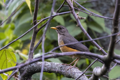 Turdus abyssinicus