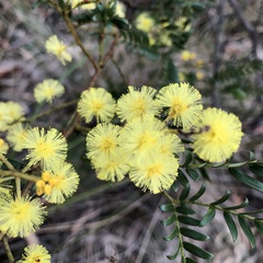 Acacia terminalis