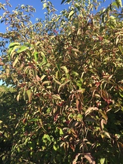 Cornus racemosa