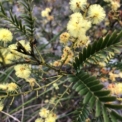 Acacia terminalis