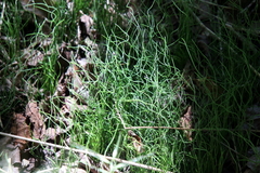 Equisetum scirpoides