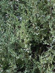 Juniperus scopulorum