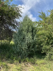 Juniperus scopulorum