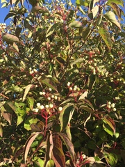Cornus drummondii
