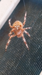 Araneus pallidus