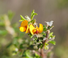 Pultenaea scabra