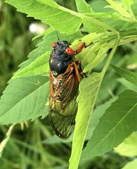 Magicicada septendecim