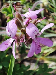 Pelargonium capitatum